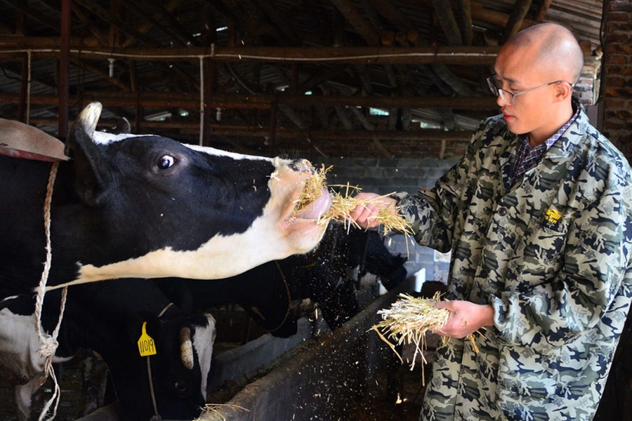 'Dr Cattleman
