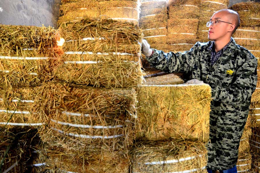 'Dr Cattleman